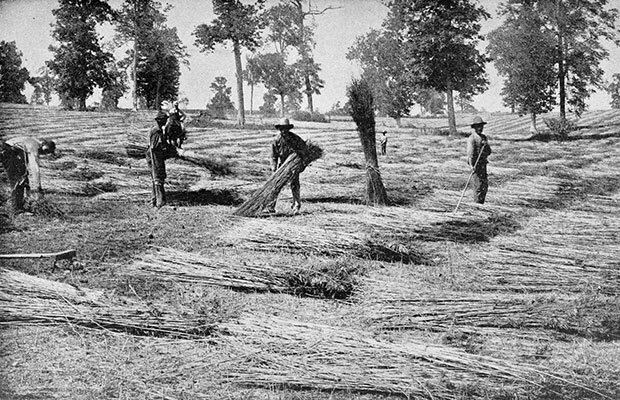 An 1800's photograph shows workers harvesting a hemp field, when industrial hemp was thriving in the United States.