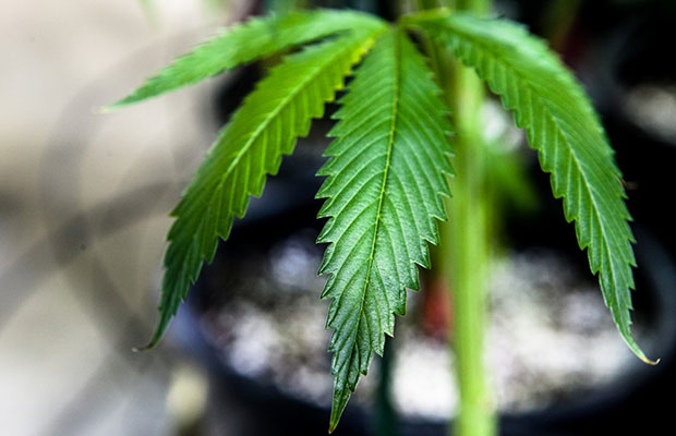 A Close-Up Image of a Cannabis Plant's Leaves