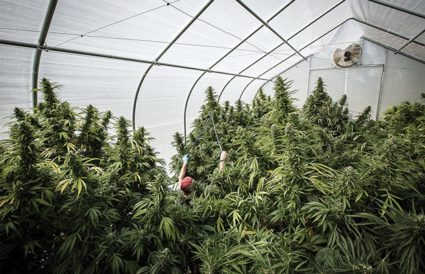 A worker cuts down big branches of cannabis flowers in Humboldt County, CA.