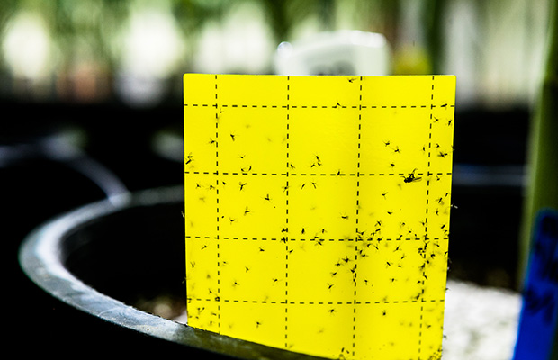 A yellow grided card attracts bugs to it, rather than the cannabis plant.