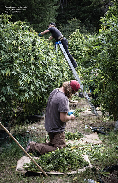 Workers harvest large cannabis plants at an outdoor grow in Humboldt, CA.