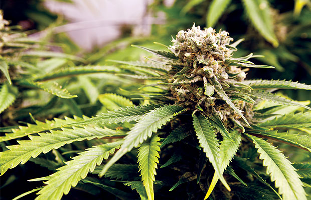 A flowering Hashberry plant from a Colorado Grow.