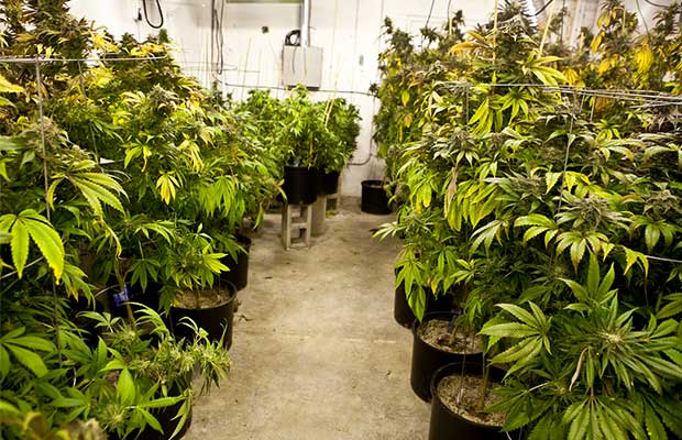 A makeshift pathway is made between hundreds of pots with cannabis plants at a Colorado grow.
