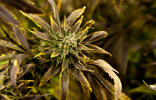 The deep browns and bright yellows come out in the Qrazy Train strain at Colorado grow.