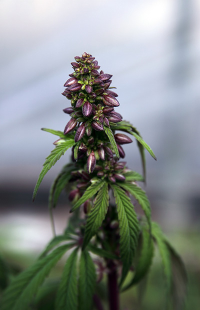 A single male cannabis with beautiful purple pods rises against a morning sky.