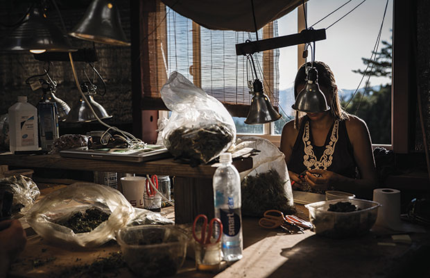 A woman sits in a cozy room trimming marijuana with the mountains of Humboldt county behind her.