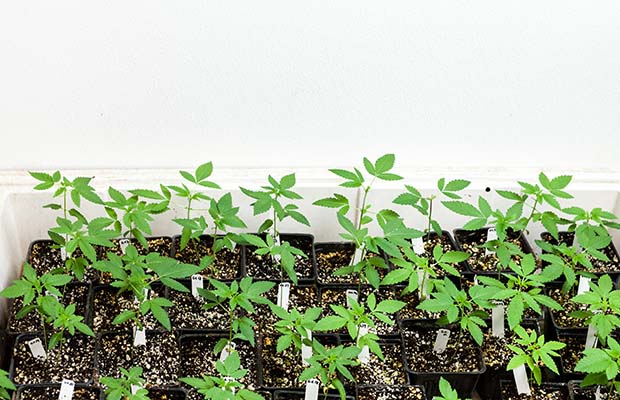 Harry Resin is a world-renowned cannabis breeder and cultivator with figurative roots in Amsterdam
