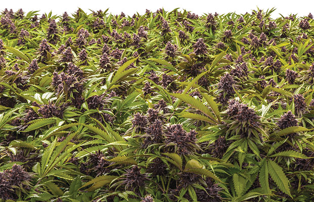 A green field of cannabis plants is dotted with the purple flowers of Sirius Black.