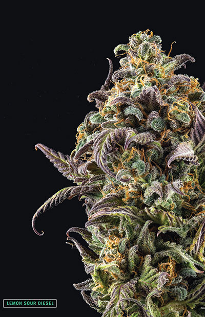 A fat bud on Lemon Sour Diesel poses against a black background.