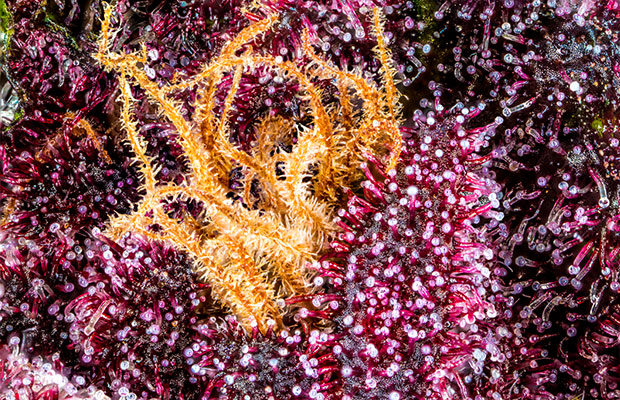 A macro image of the purply Sirius Black cannabis plant.