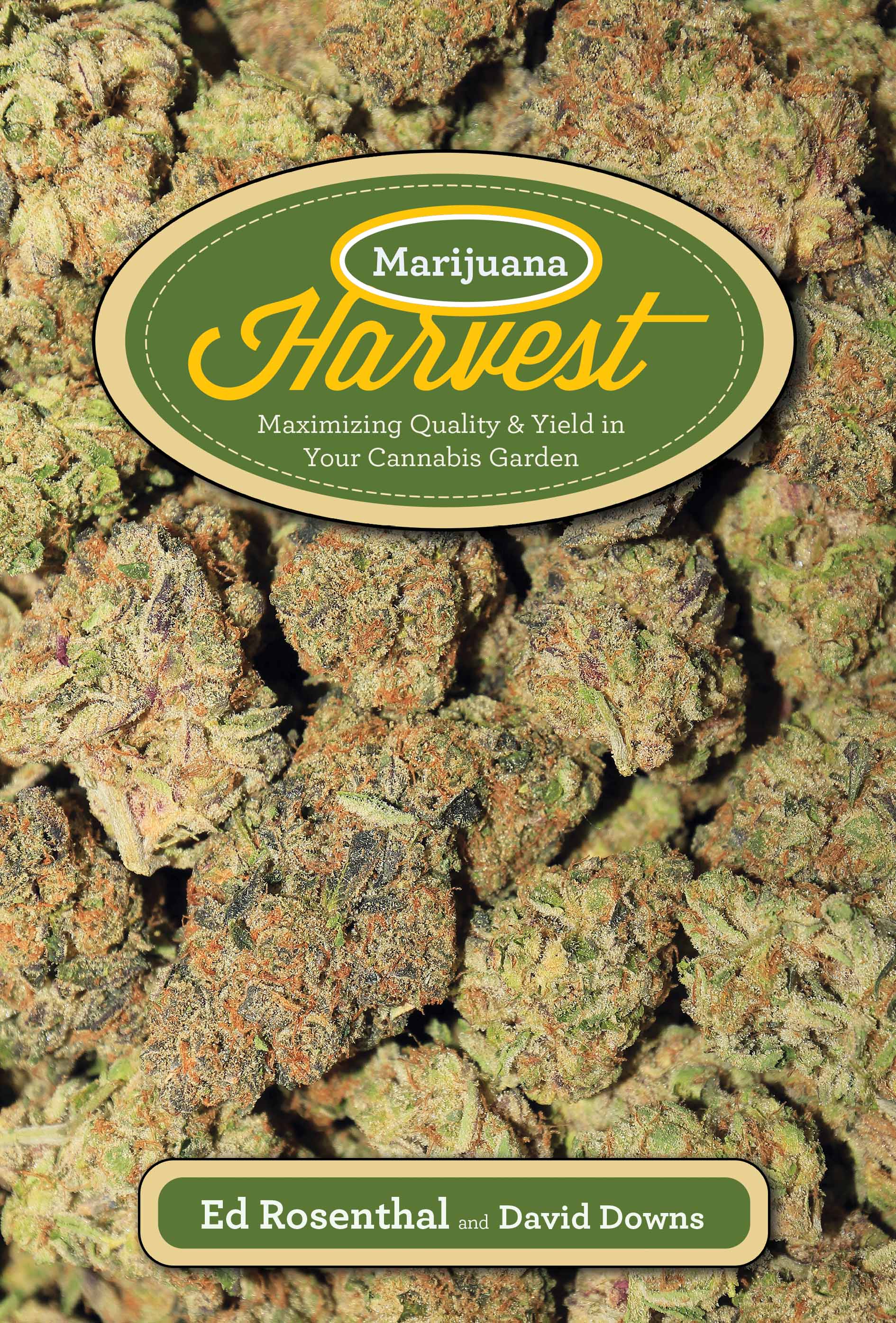 marijuana harvest