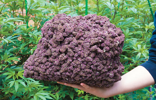 A huge clump Sirius Black nugs stuck together.