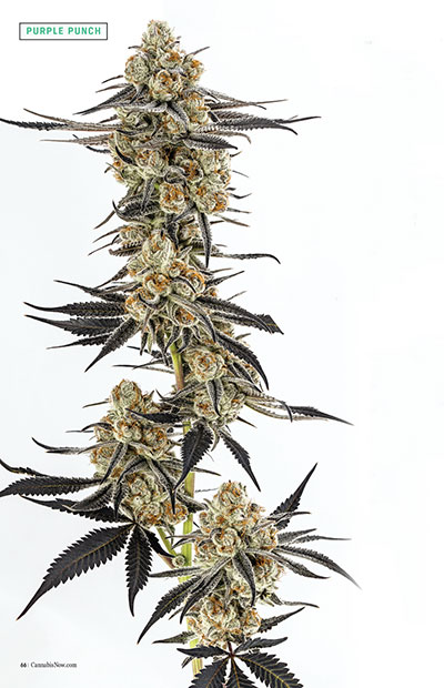 A stem of Purple Punch reaches up towards the sky.