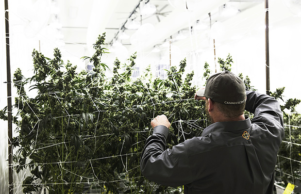 Canndescent Grower Cannabis Now