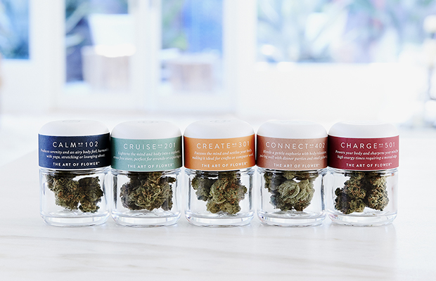 Canndescent strains Cannabis Now