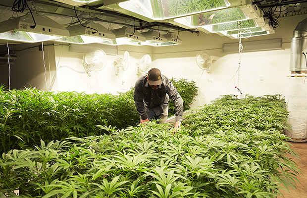 Canndescent Grow Cannabis Now