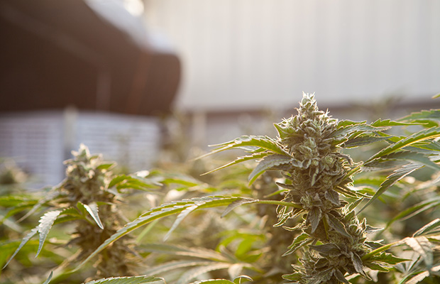 Buds 