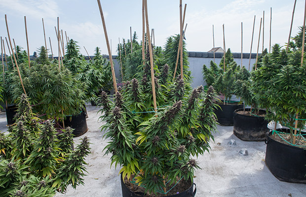 Dank Duchess International Rooftop Garden