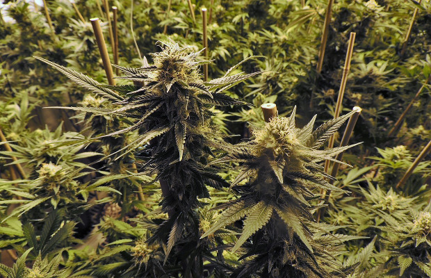 It would be zero days of Kushmas if it weren't for the efforts of cannabis cultivators — here's a list of 12 great ones.