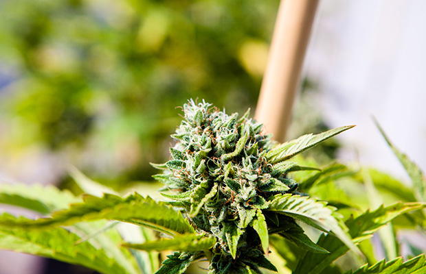 Cannabis Now