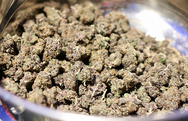 Emerald Cup Cannabis Now