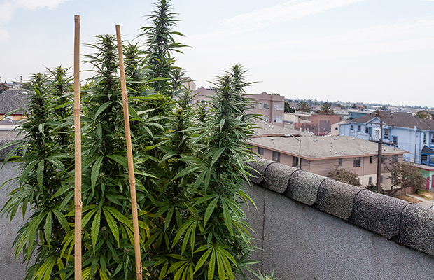 Home Grow Cannabis Now