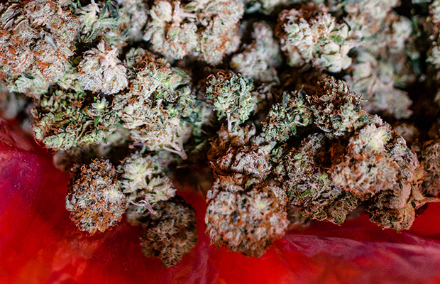 Christmas Strains Cannabis Now