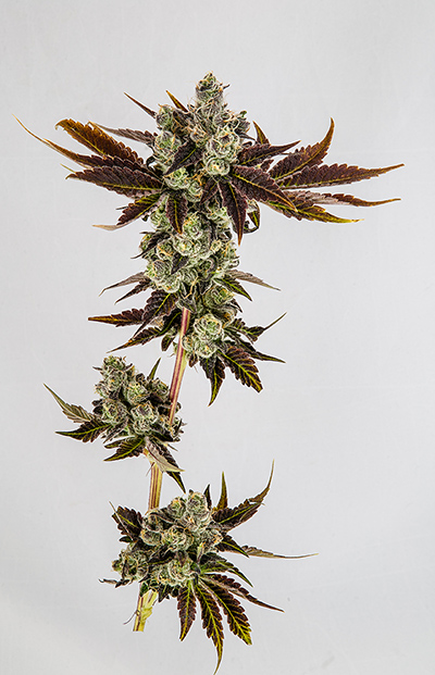 marijuana harvest