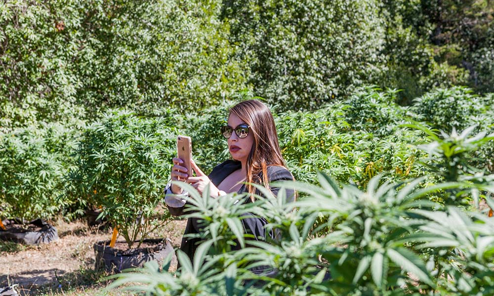 Cannabis Travel