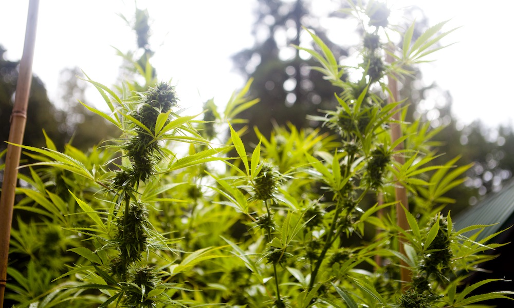 Free Weed Bud Breakfast Cannabis Now