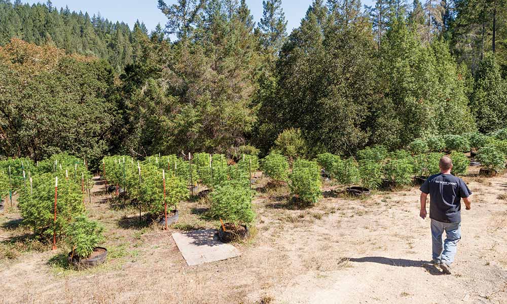 Emerald Country
