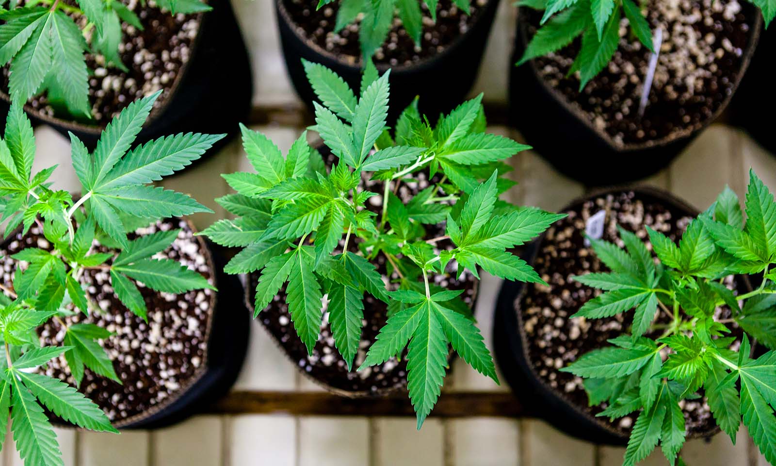 Gold Seal Clones Cannabis Now