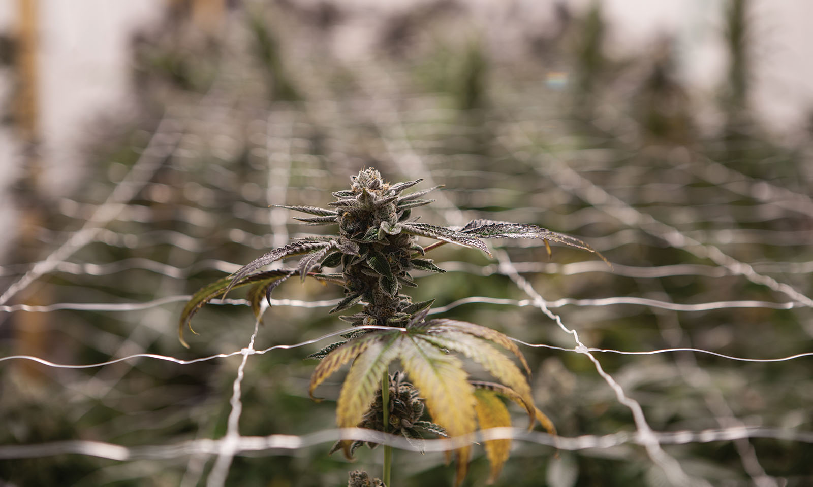 Gold Seal Grow Cannabis Now