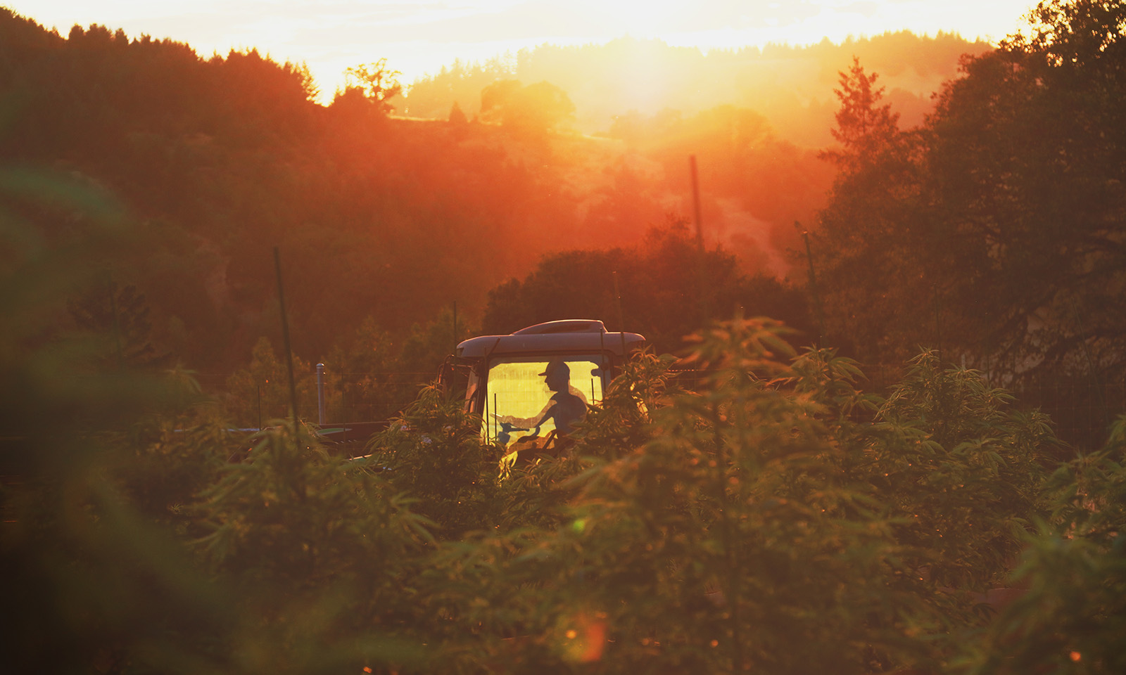 Honeydew Farms Humboldt Cannabis Now