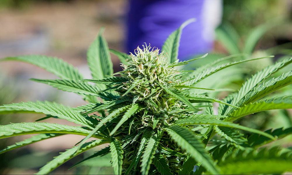 Marijuana Tour
