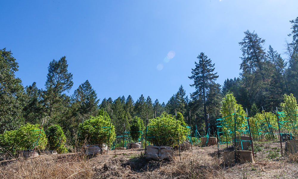Sonoma Cannabis