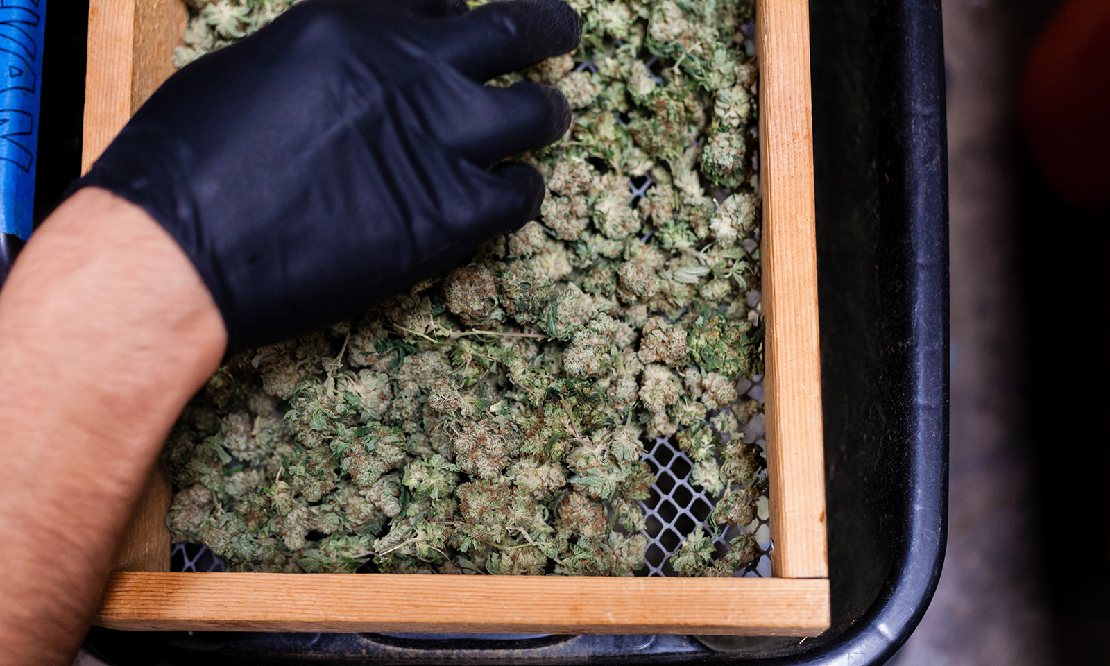 Trimming cannabis