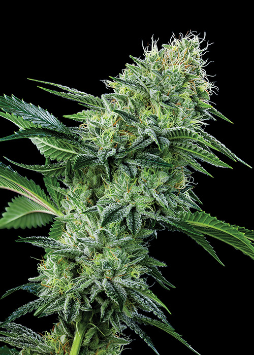 Kosher Dawg Marijuana Grower Pisos Las Vegas Cannabis Now