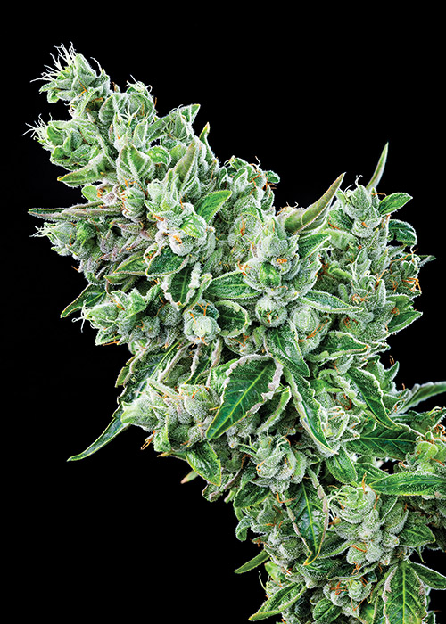 Grower Hardcore OG Pisos Las Vegas Cannabis Now
