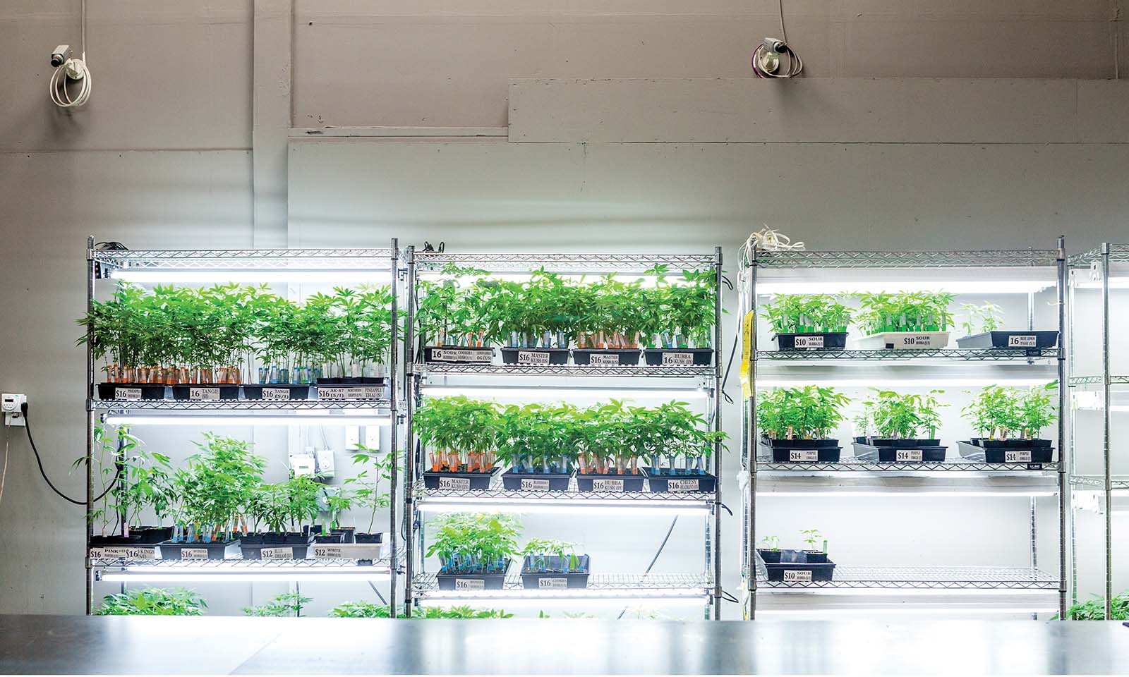 Marijuana Is Medicine Clones DarkHeart Dispensary Cannabis Now