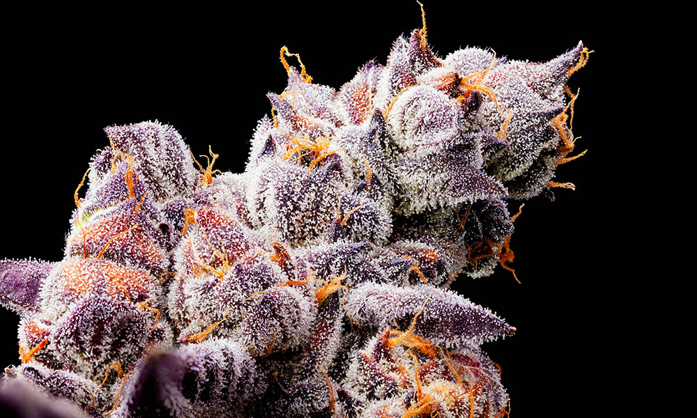 Cherry Pie strain
