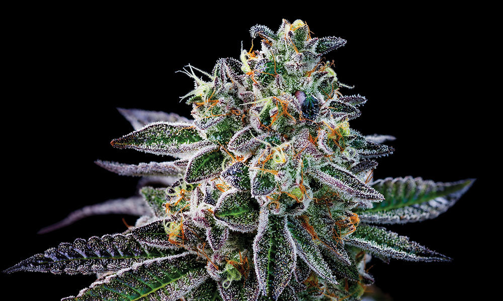 Do-Si-Dos-strain