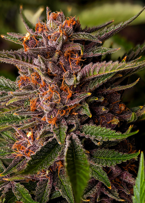 Forbidden-Fruit Strain