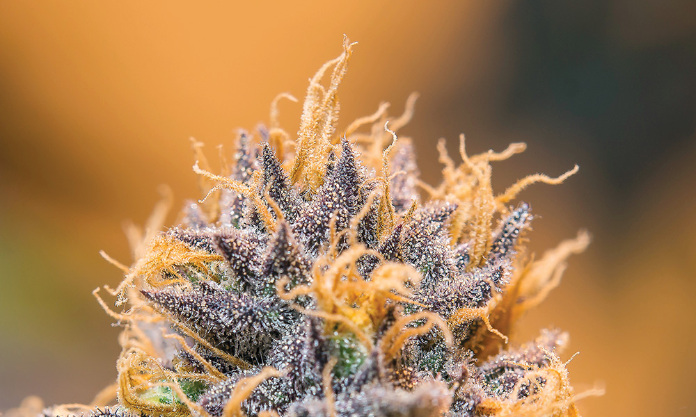 God's Gift Strain
