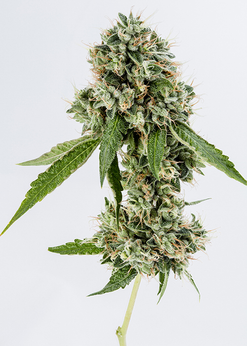 Kosher Kush Strain