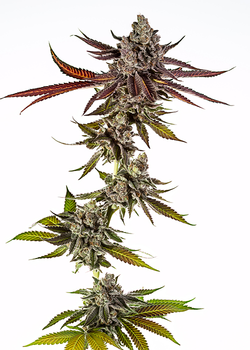 Mimosa Strain