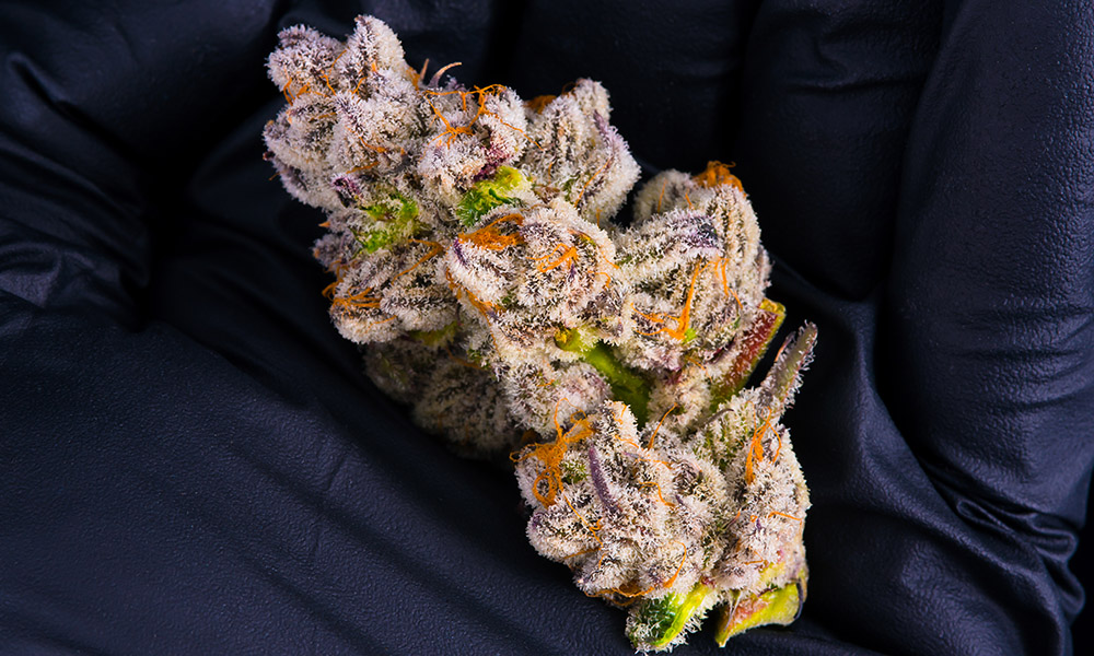 Purple Punch Strain
