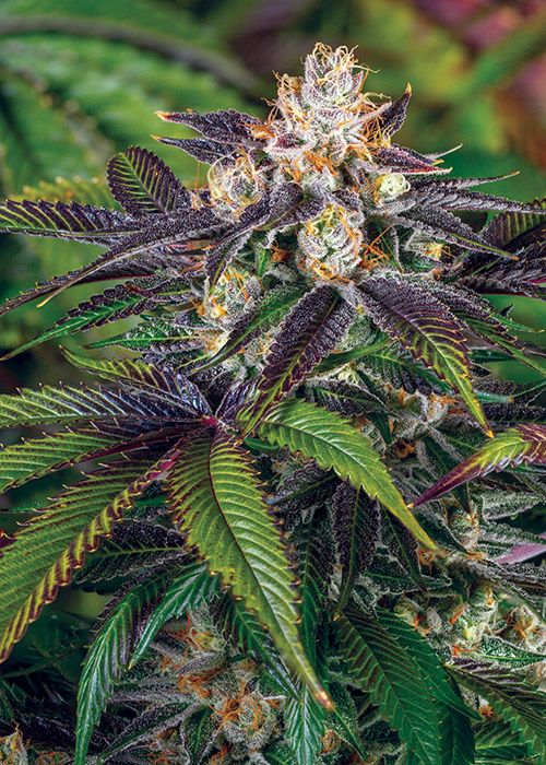 Scooby Snacks Strain