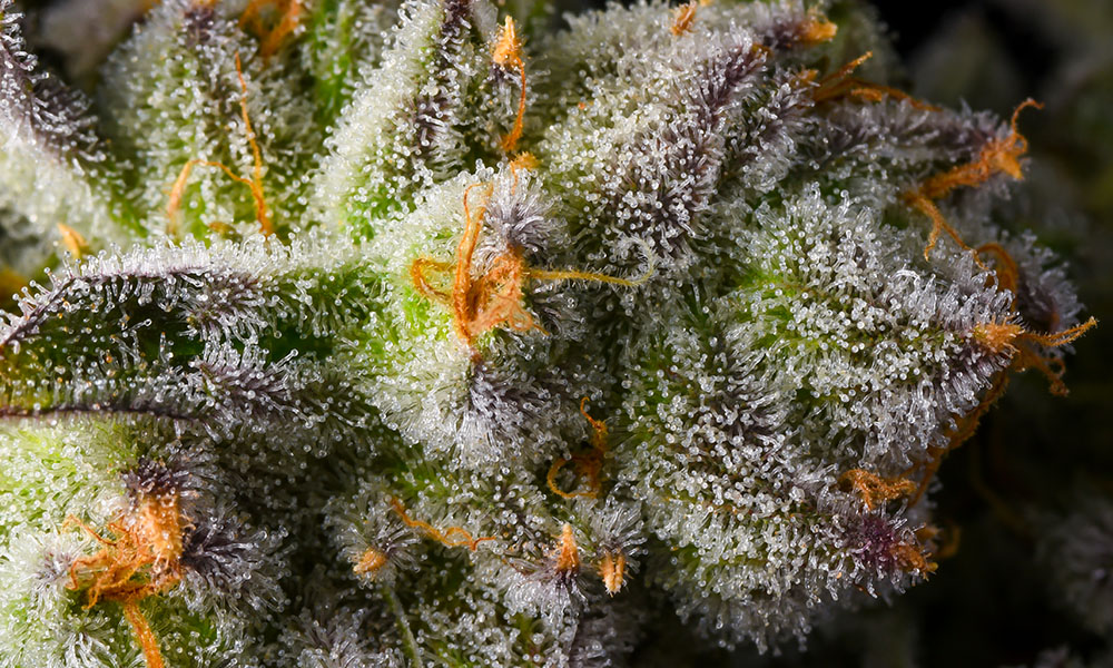 Sundae Driver Strain