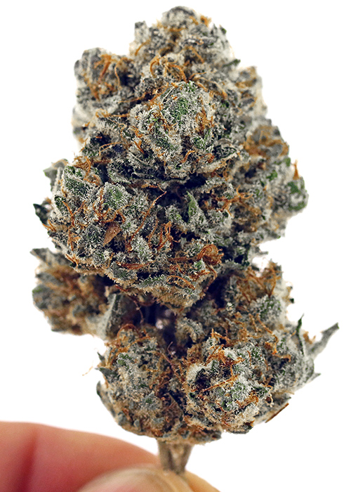 Titan OG strain 